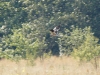 The  Montagu’s Harrier male
