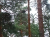 The first nest of the Short-toed Eagle, unoccupied