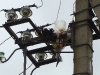 The juvenile White Stork died on the power line pylon