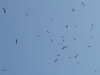 The migration comes – the White Storks are forming flocks