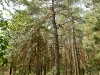 The third nest of the Short-toed Eagle with the installed anti-marten protection on the tree trunk