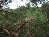 As usual, the nest is open from top