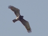 As the afterword: 22 August. The chick successfully flew out of the nest; the adult with prey is looking for this fledgling within their breeding site. Photo by K.Pismennyi