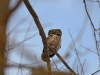 Воробьиный сычик (Glaucidium passerinum), Киевская обл. 17.02.2017