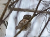 Воробьиный сычик (Glaucidium passerinum), Киевская обл. 17.02.2017