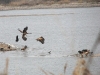 Молодые орланы и врановые во время кормежки