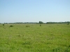Meadows at the source of the Zdvyzh River
