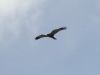 A male of Marsh Harrier