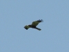 Marsh Harrier