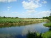 Plavni (reedbeds) of Zdvyzh near the Mistechko Village (Zhytomyr region)