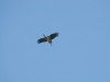 We have found only two sites of the Black Stork