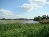 Overgrowing ponds (Zhytomyr region)
