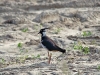 A Lapwing leads away from chicks