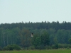 A male of Montagu’s Harrier over its breeding territory