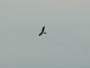 While a female warms the clutch, a male spend much on hunting but has time also to display