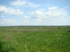 Meliorated meadows near the village of Andriivka (Kyiv region)