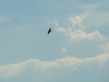 Lesser Spotted Eagle