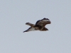A Common Buzzard