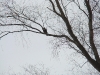 A Rough-legged Buzzard