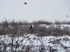 A Common Buzzard at the city dump