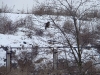 The Common Buzzard near the dump is controlling the territory.