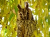 Long-eared Owl on the weeping willow