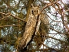 Wintering Long-eared Olws on the thuja 