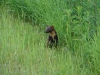 Common marten