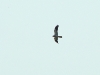 Male of Montagu’s Harrier