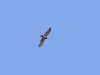 Short-toed Eagle