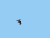 Black Kite