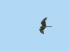 A female of Montagu’s Harrier