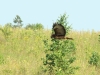 Common Buzzard