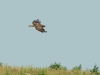 Buzzard is hunting 