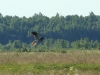 Montagu’s Harrier found something in a dense grass