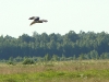 Male of Montagu’s Harrier