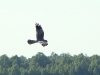Go on flying 