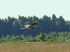 Flying low above grass