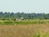 Hovering, interested in something