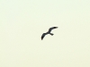 Silhouette  of Montagu’s Harrier