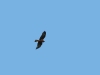 Female of Marsh Harrier