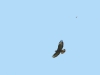 Silhouette of Common Buzzard