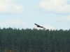 Black Kite
