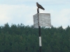 Black Kite on a river mark