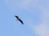 Black Storks occurred almost at each observation point