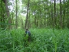 Across forest to open space