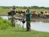 In a company of domestic animals