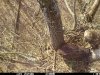 Самець (темніший та менший) та самиця (світліша та крупніша) канюка на гнізді підорлика 11 березня 2020 року