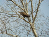 Adult male of White-tailed Eagle