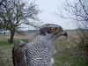 Adult male of the Goshawk